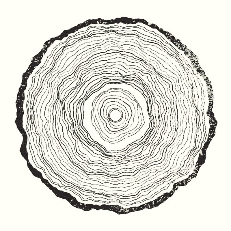 Radial Perlin Noise and Generative Tree Rings